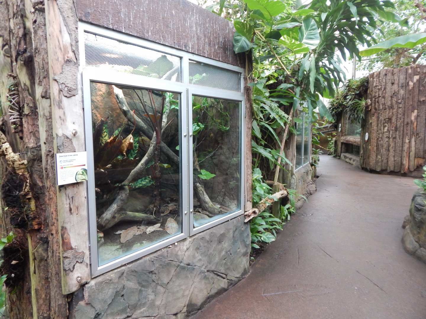 Reptile Tropics - Emerald skink exhibit 050224