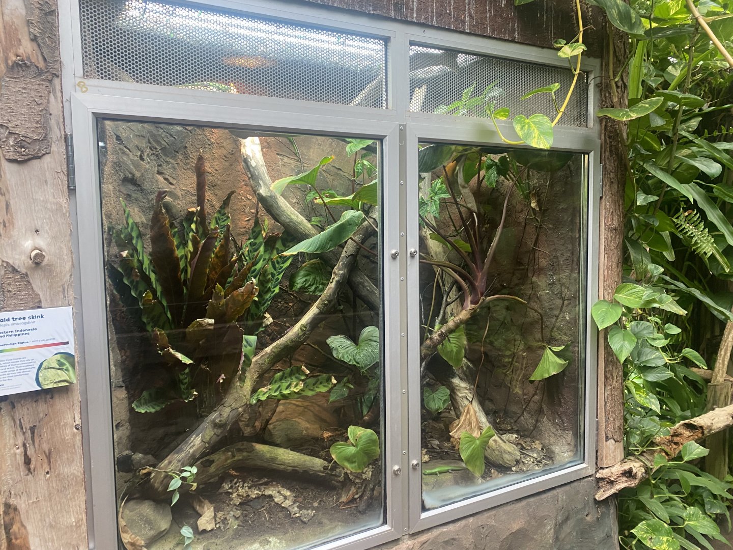 Reptile Tropics - Emerald skink exhibit 130624