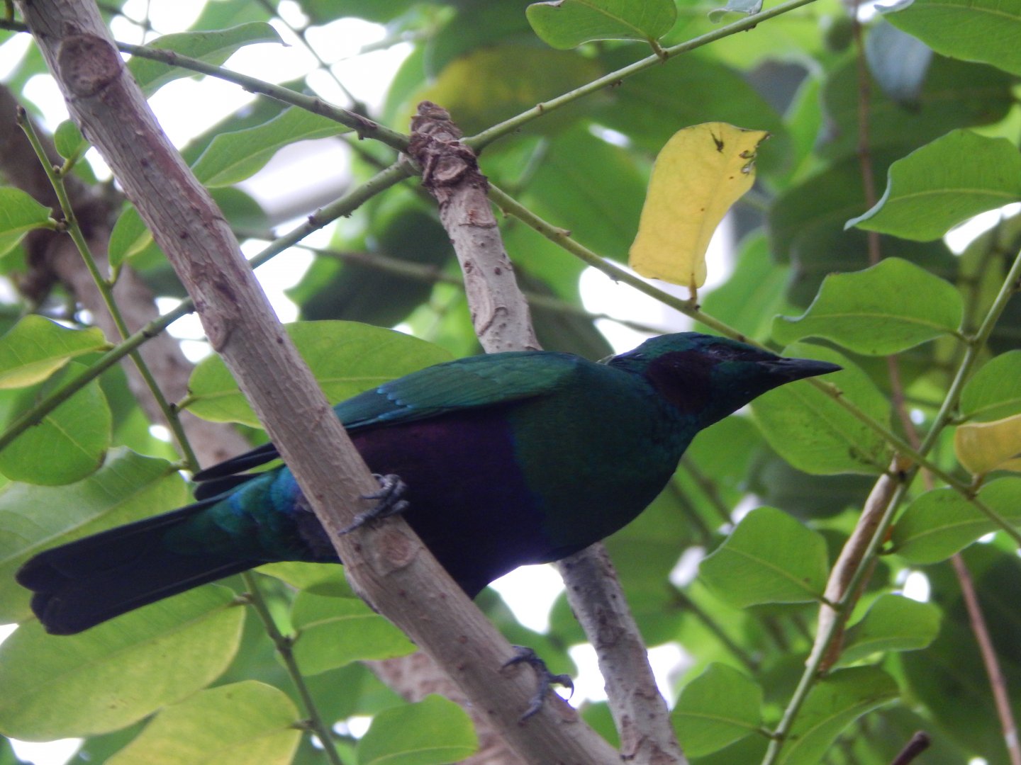Reptile Tropics - Emerald starling 201121