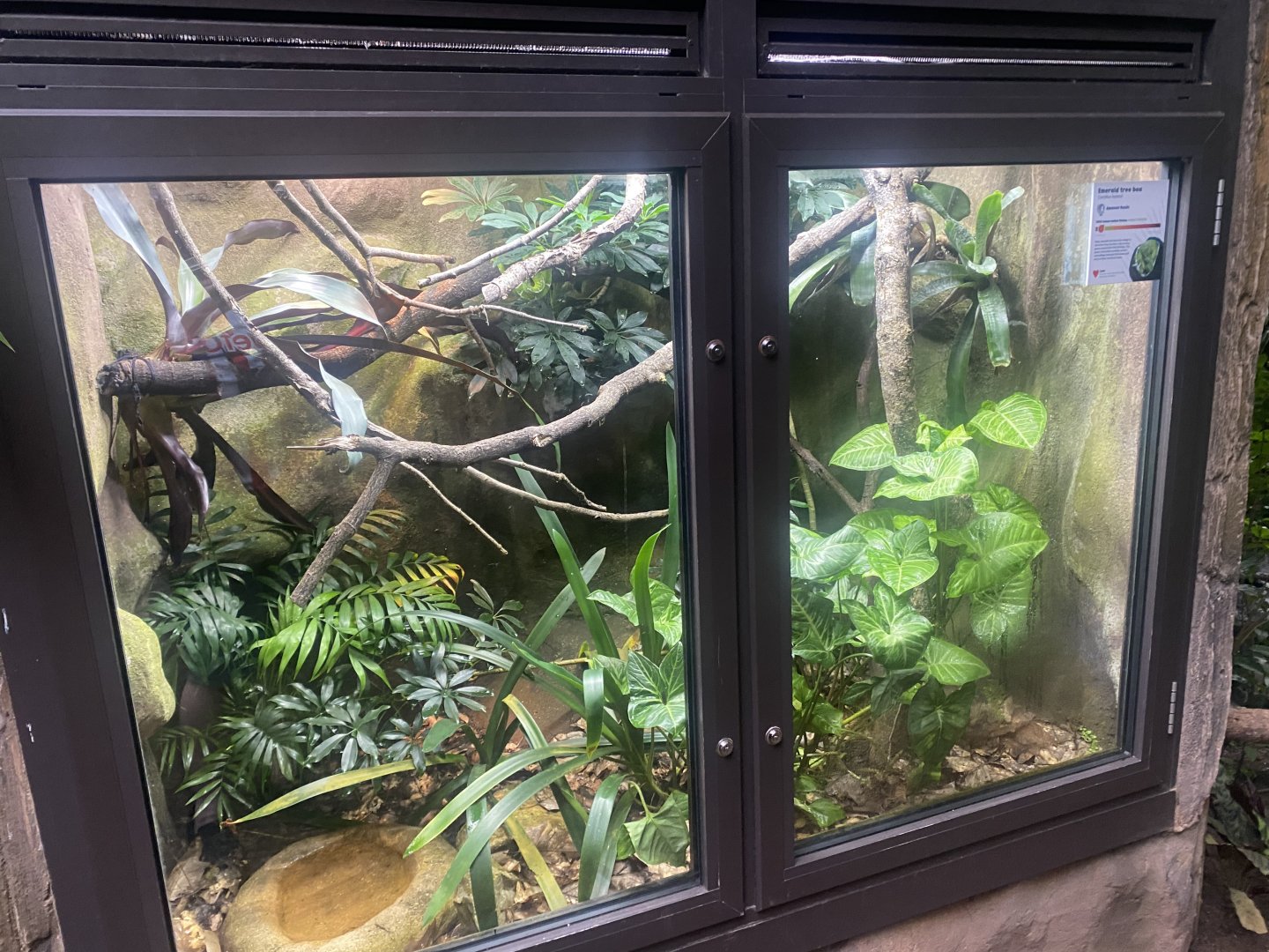 Reptile Tropics - Emerald tree boa exhibit 130624