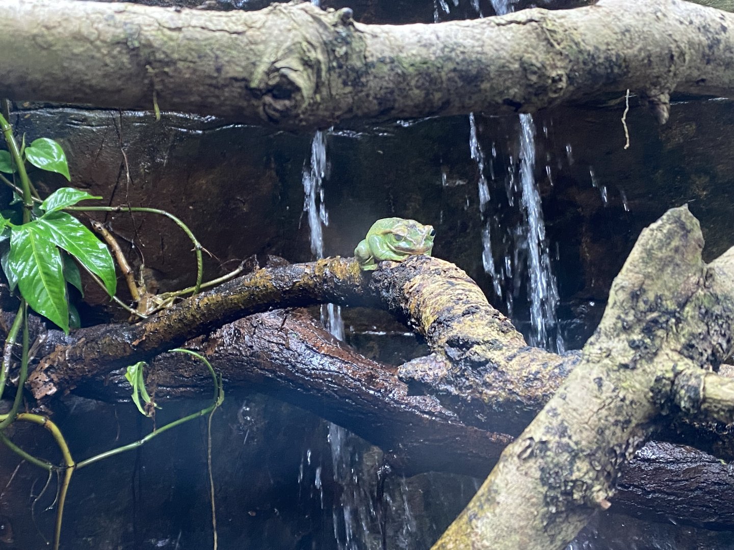 Reptile Tropics - Fea’s treefrog 050224