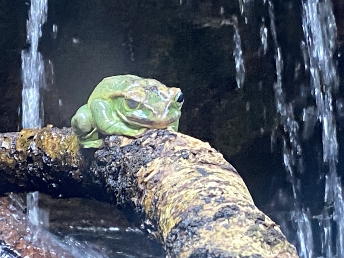 Reptile Tropics - Fea’s treefrog 050224