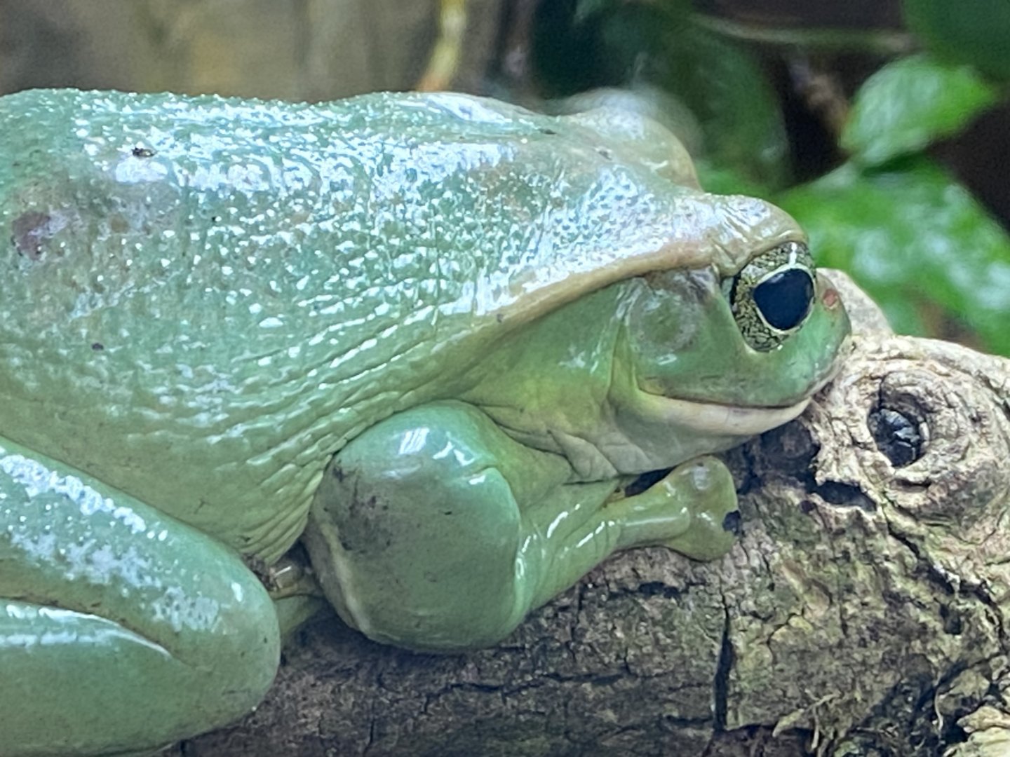 Reptile Tropics - Fea’s treefrog 050224