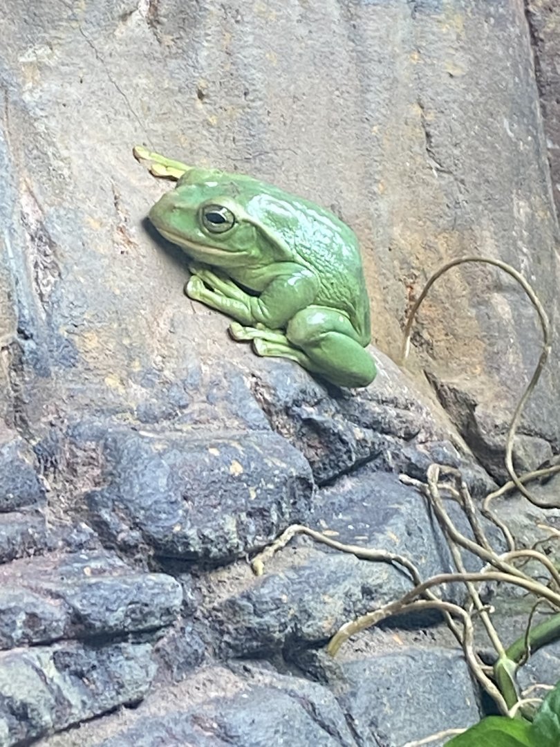 Reptile Tropics - Fea’s treefrog 130624