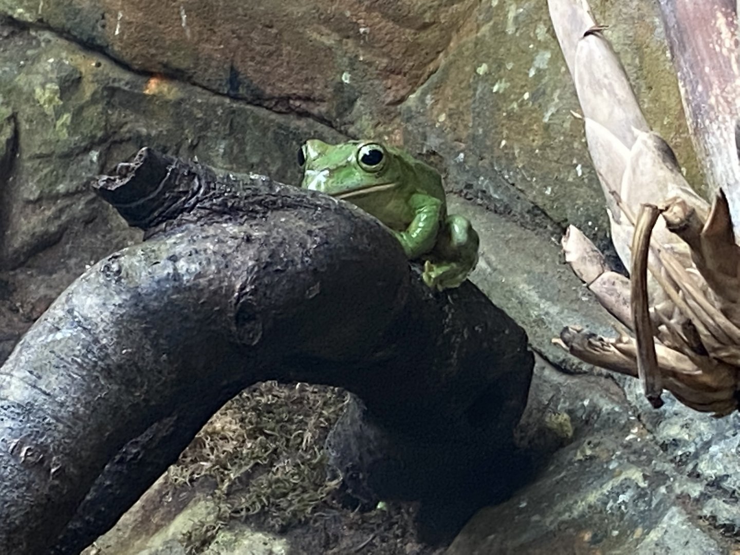 Reptile Tropics - Fea's treefrog 201121
