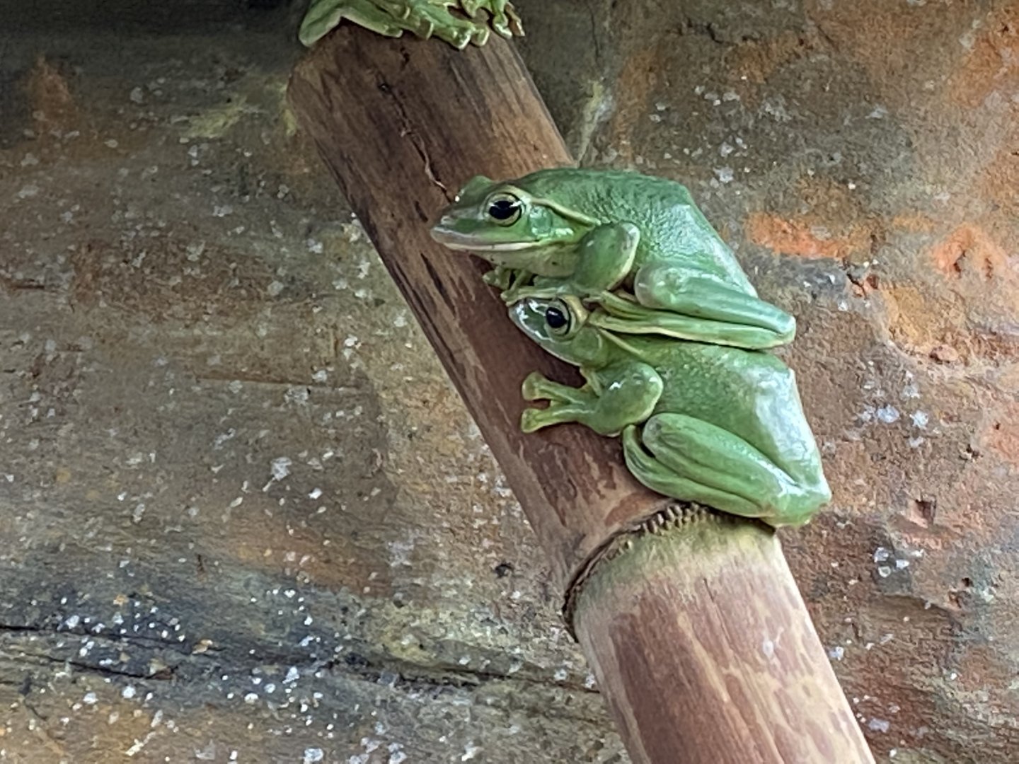 Reptile Tropics - Fea's treefrog 201121