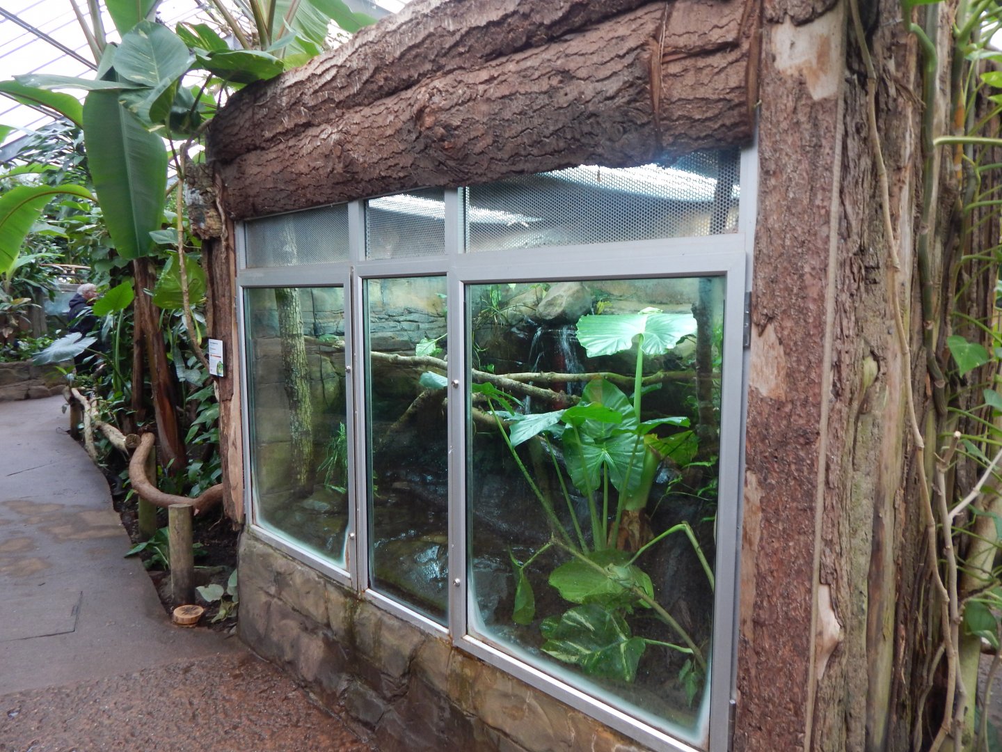 Reptile Tropics - Fea's treefrog exhibit 050224