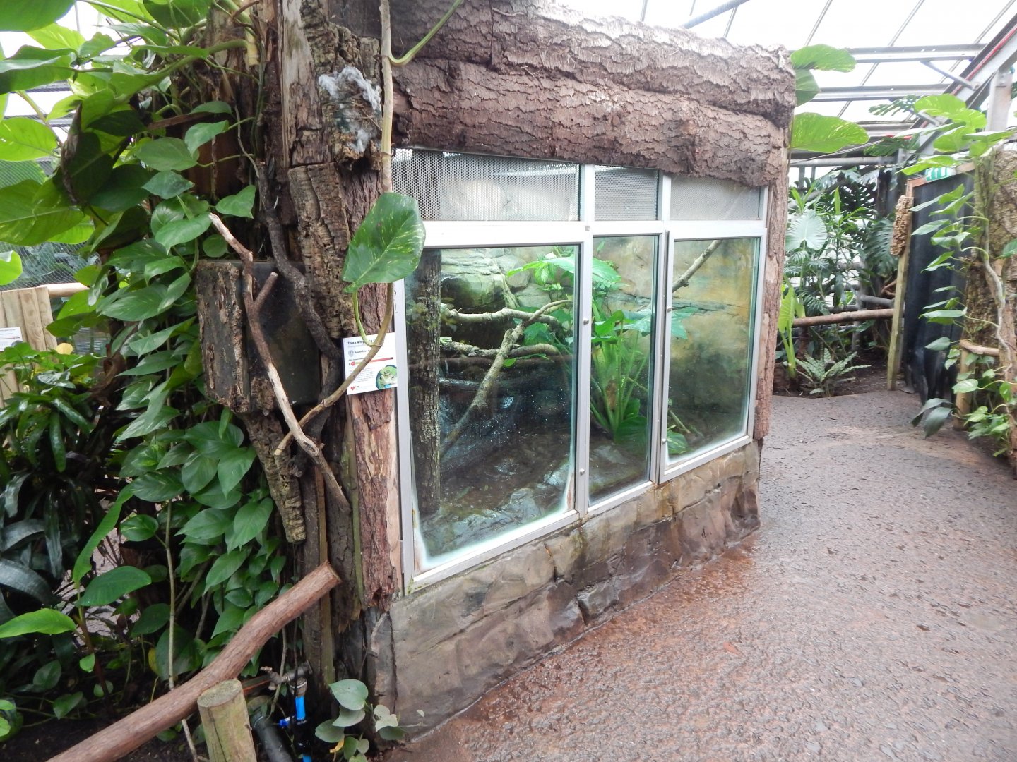 Reptile Tropics - Fea's treefrog exhibit 050224