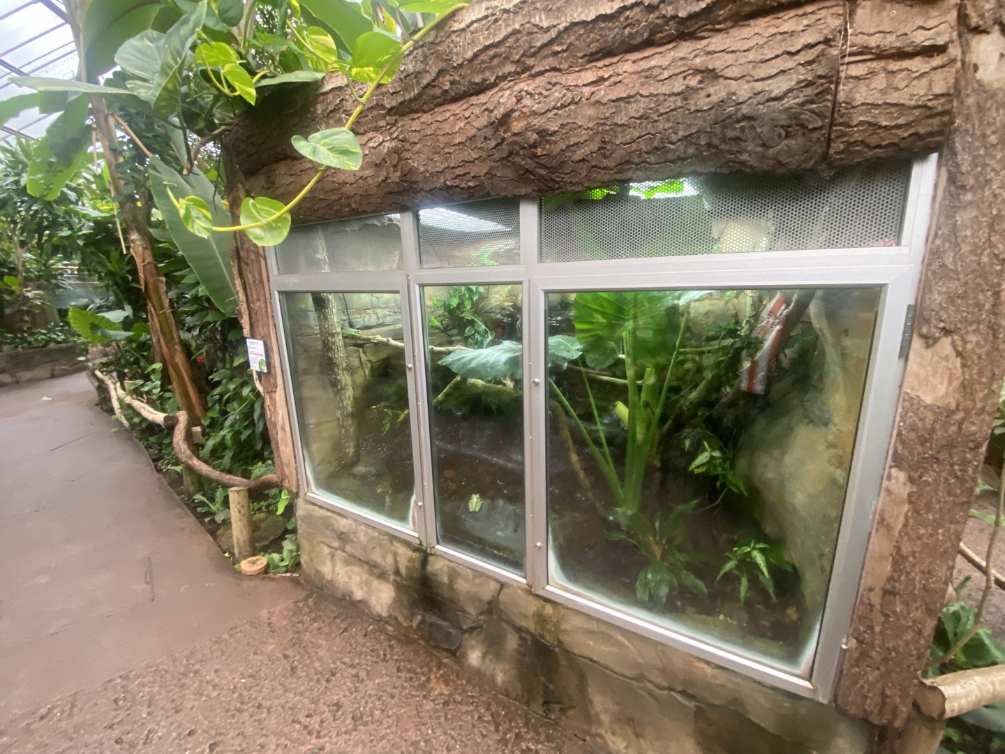 Reptile Tropics - Fea’s treefrog exhibit 130624