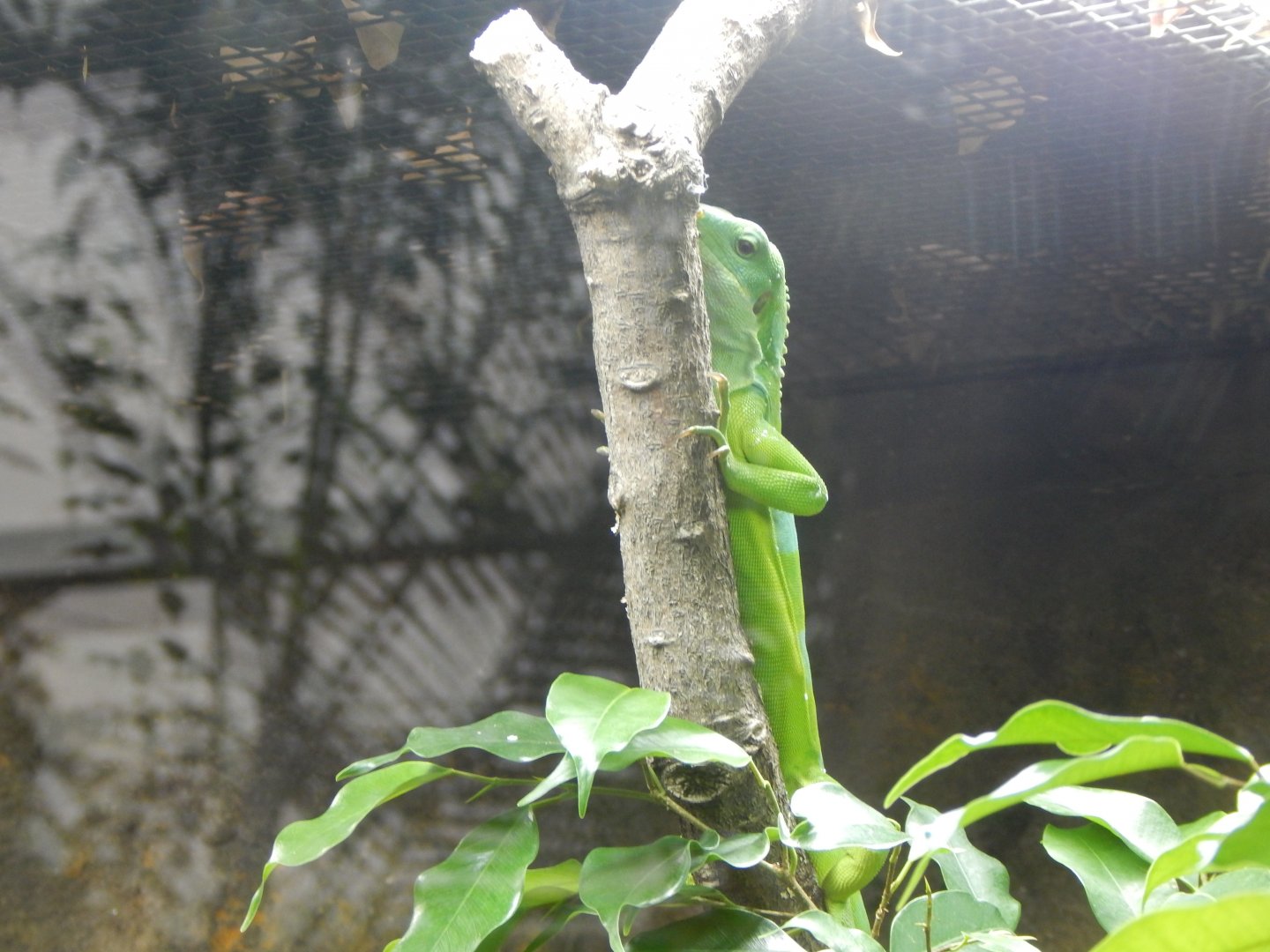 Reptile Tropics - Fiji banded iguana 050224