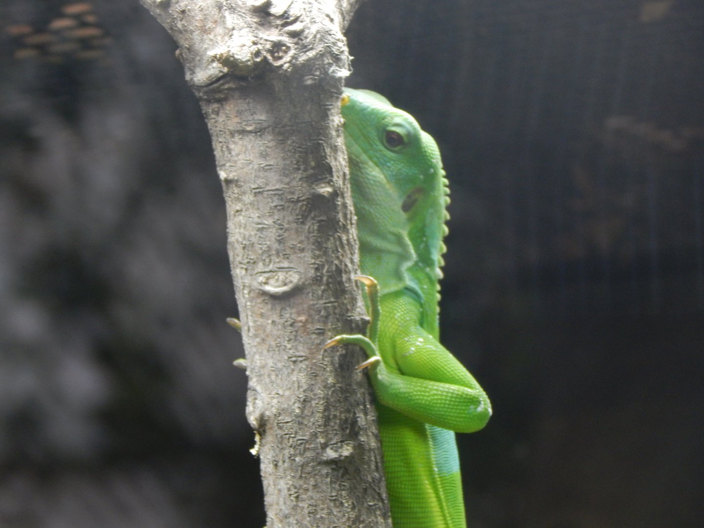 Reptile Tropics - Fiji banded iguana 050224