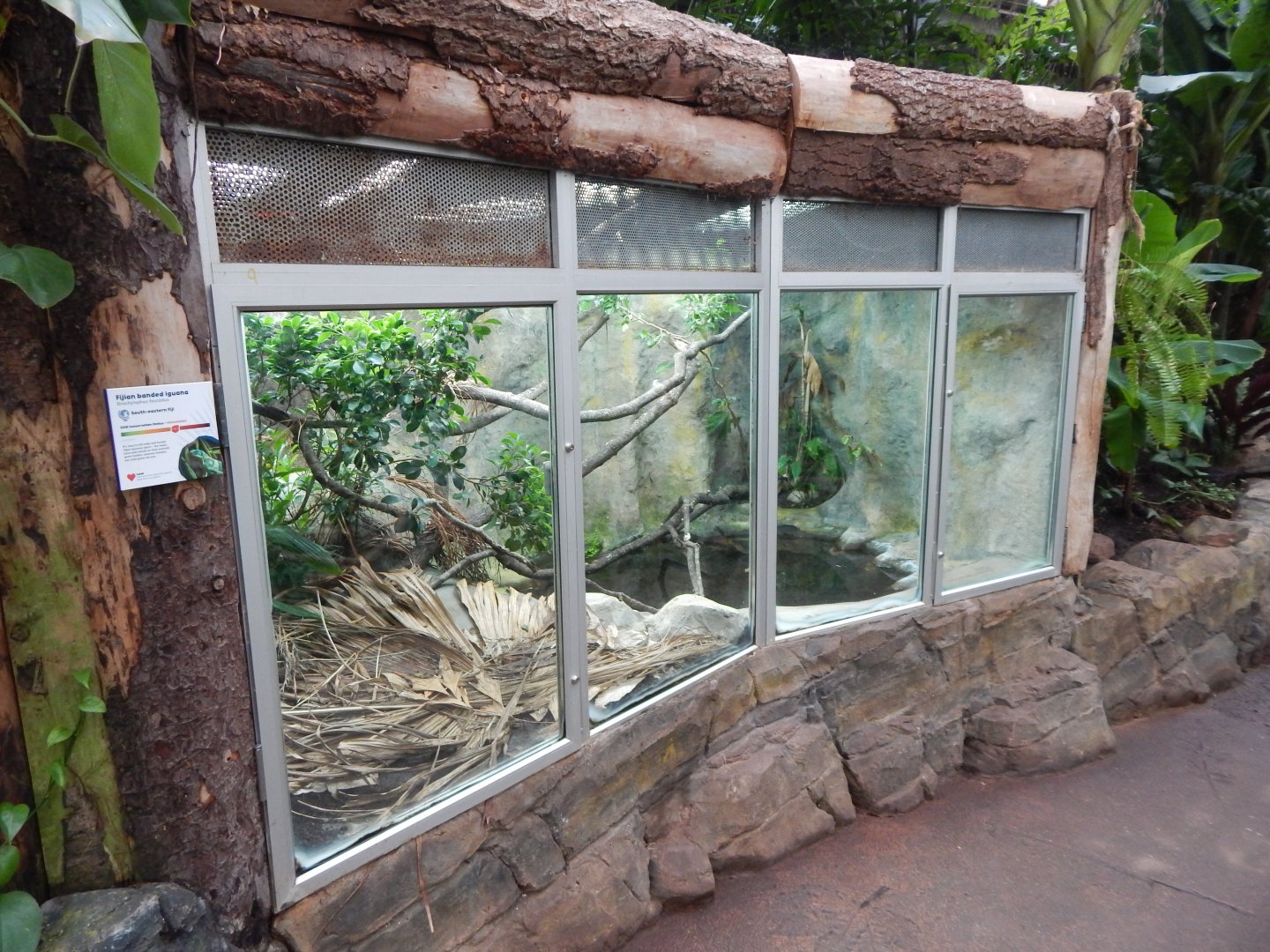 Reptile Tropics - Fiji banded iguana exhibit 050224