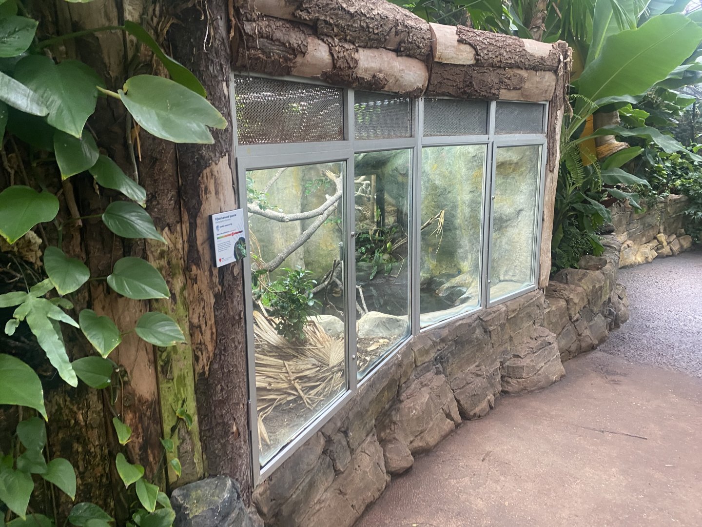 Reptile Tropics - Fiji banded iguana exhibit 130624