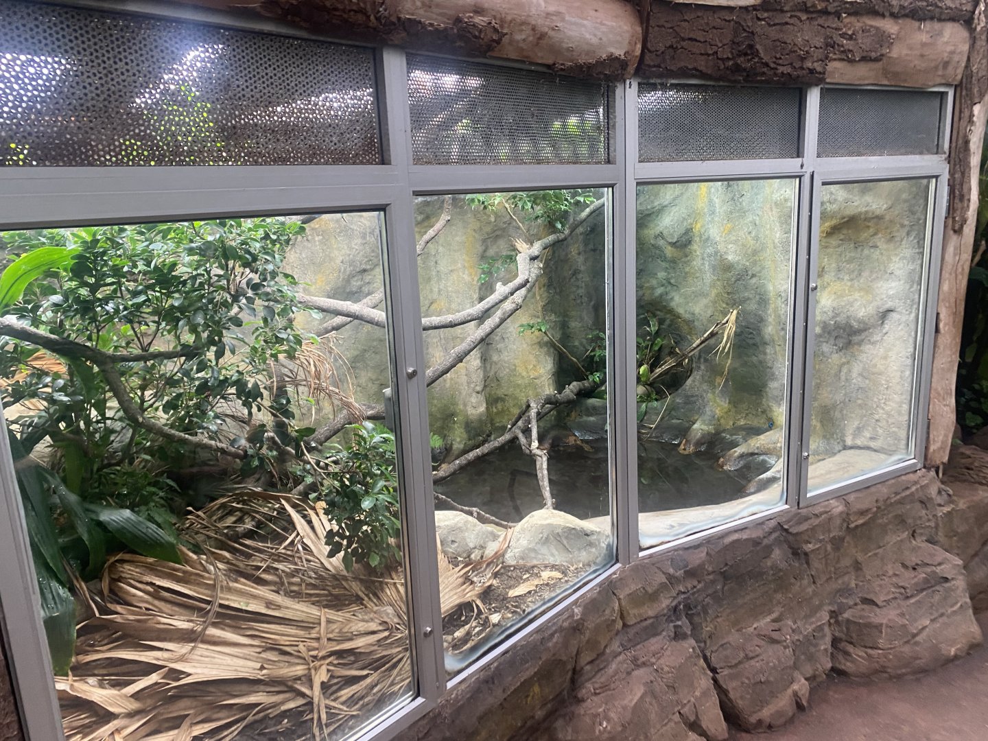 Reptile Tropics - Fiji banded iguana exhibit 130624