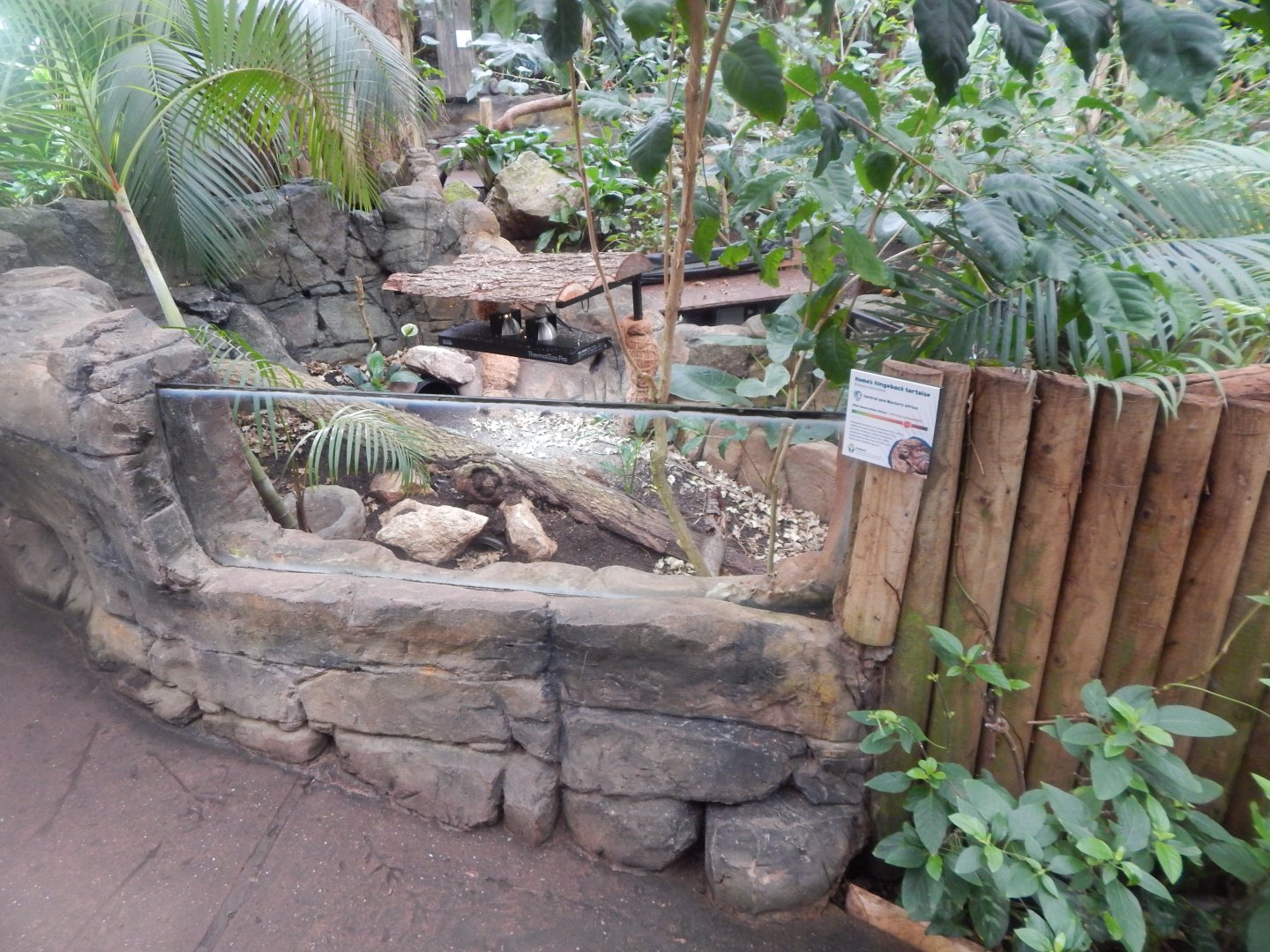 Reptile Tropics - Home's hingeback tortoise exhibit 050224