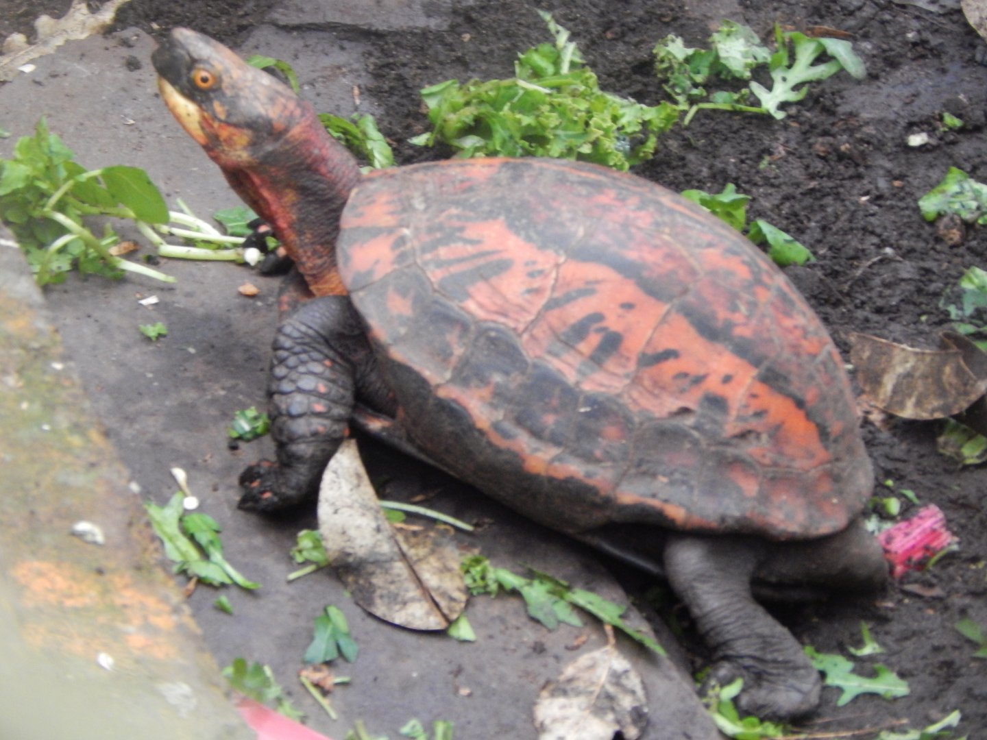 Reptile Tropics - Indochinese box turtle 050224