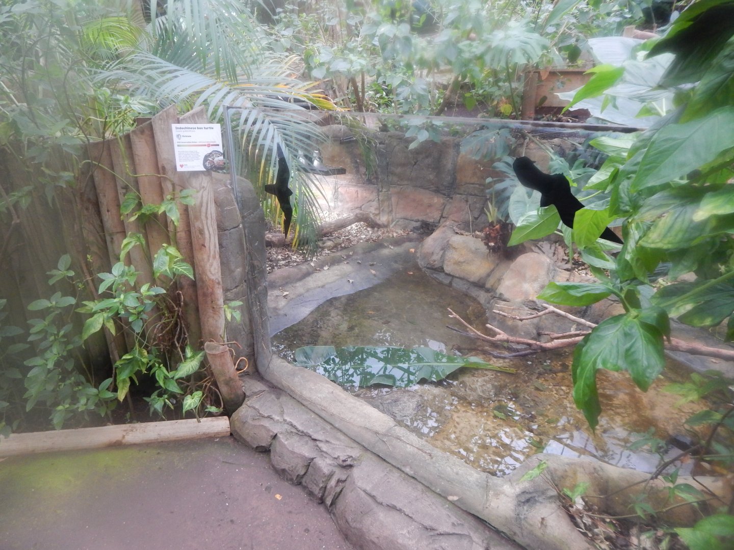 Reptile Tropics - Indochinese box turtle exhibit 050224