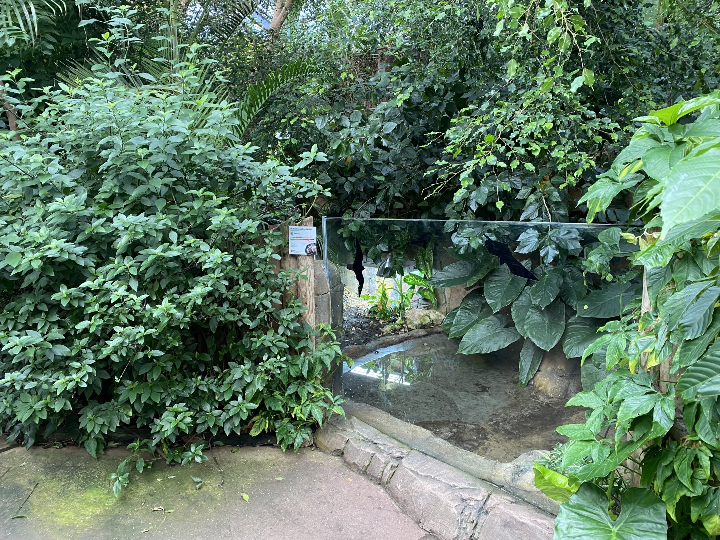 Reptile Tropics - Indochinese box turtle exhibit 201121