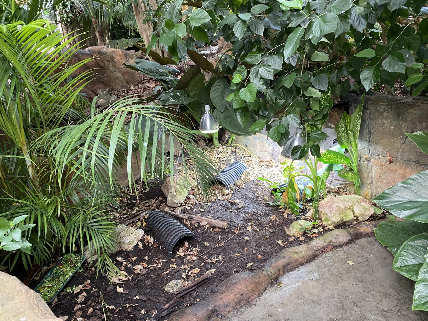 Reptile Tropics - Indochinese box turtle exhibit 201121