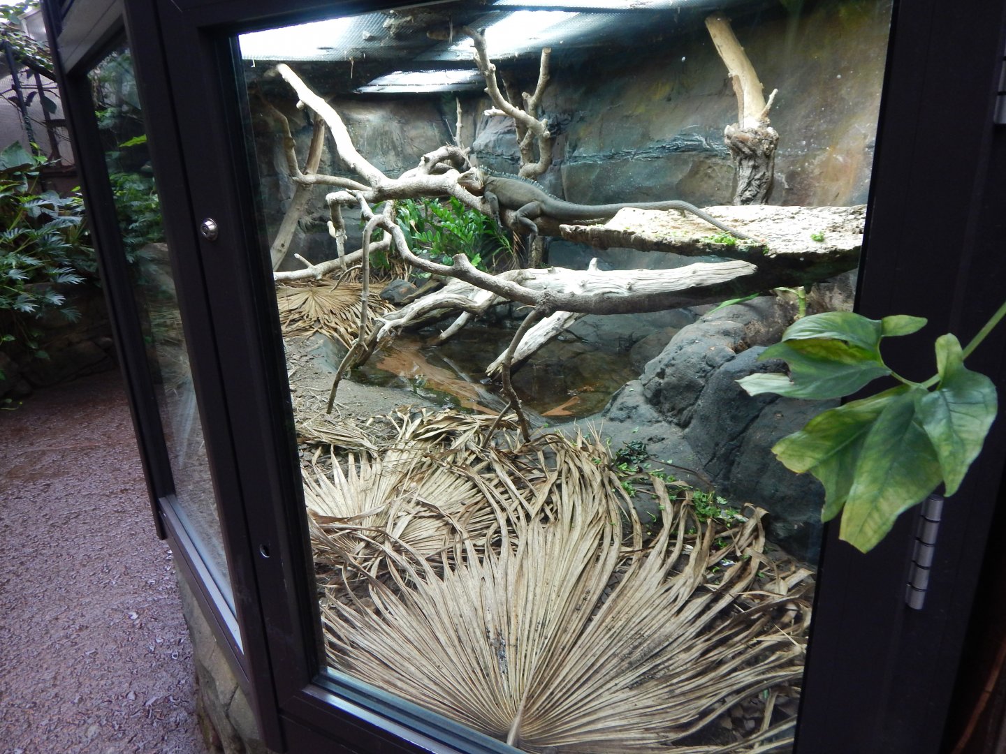 Reptile Tropics - Lesser Antillean iguana 050224