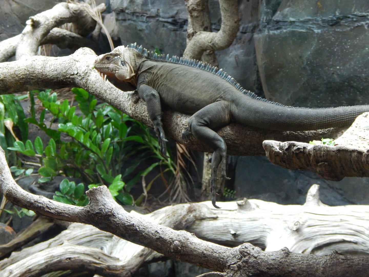 Reptile Tropics - Lesser Antillean iguana 050224