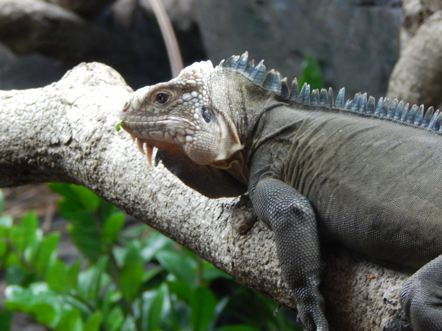 Reptile Tropics - Lesser Antillean iguana 050224