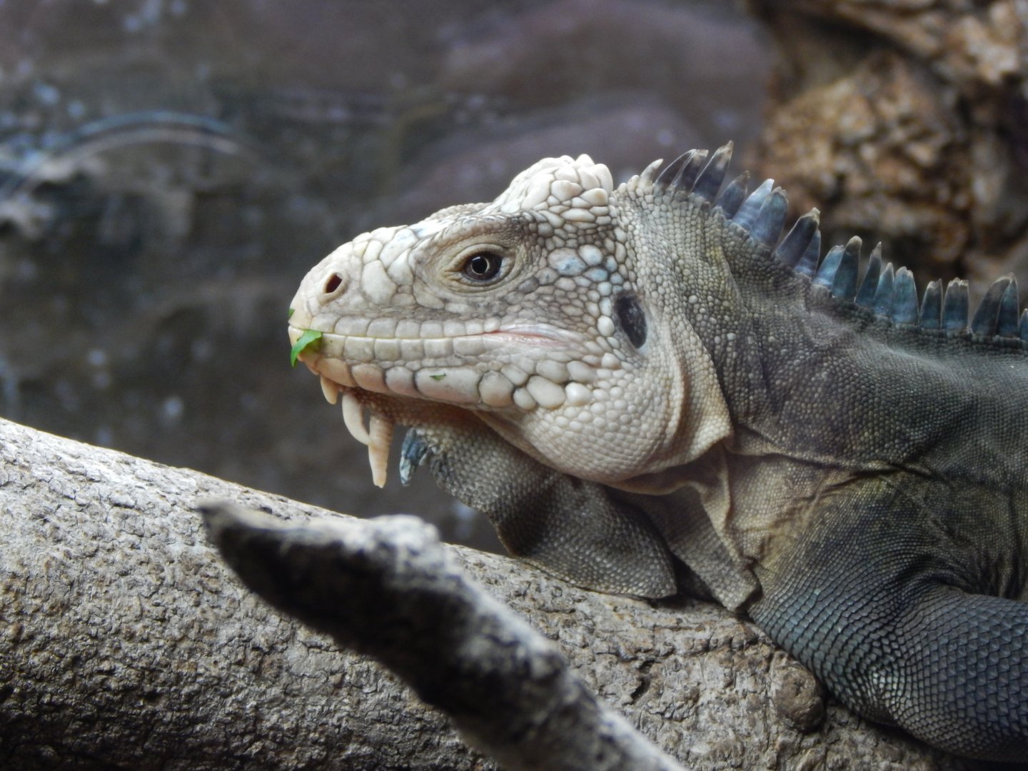 Reptile Tropics - Lesser Antillean iguana 050224