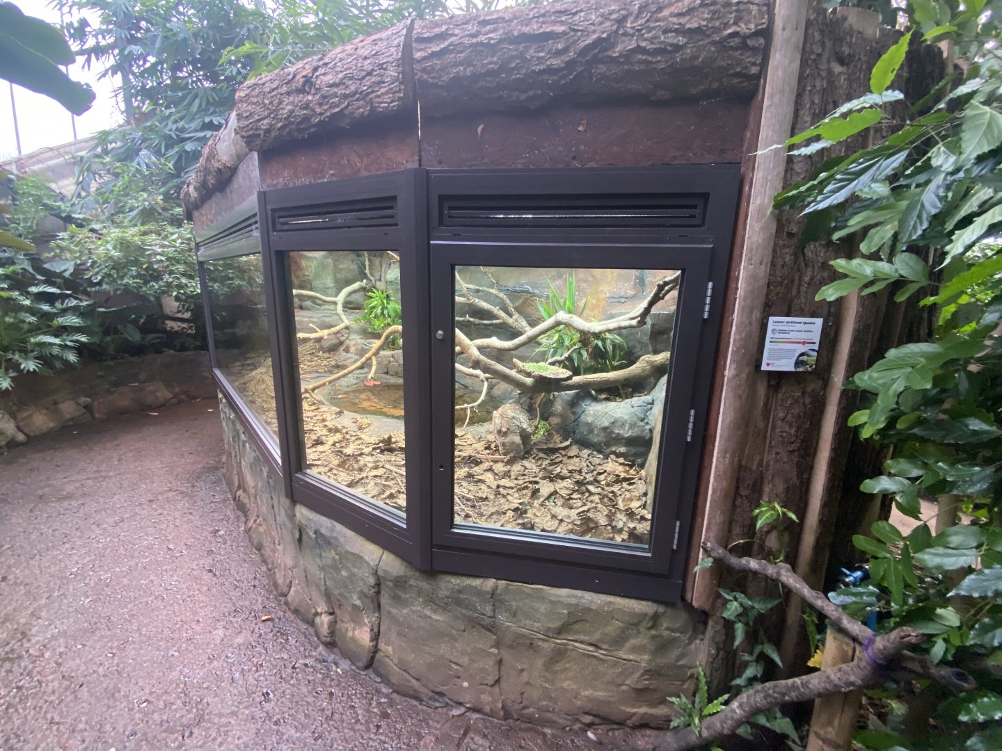 Reptile Tropics - Lesser Antillean iguana exhibit 201121