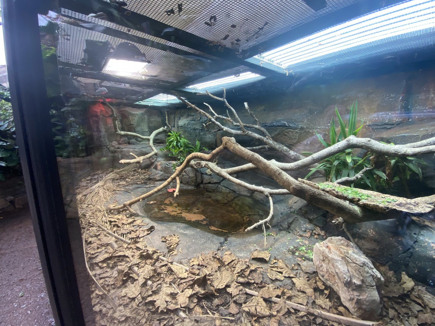 Reptile Tropics - Lesser Antillean iguana exhibit 201121