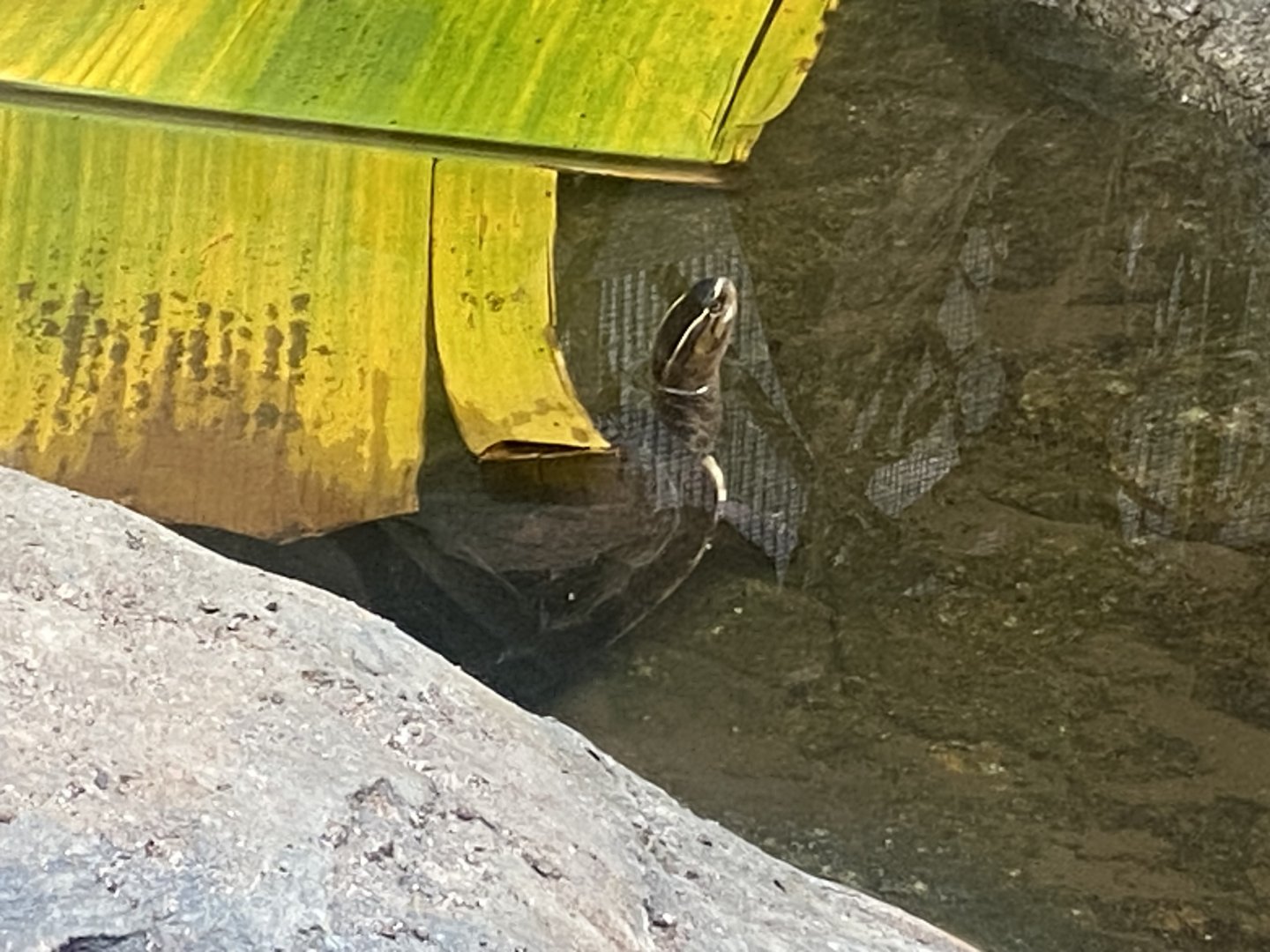 Reptile Tropics - Malaysian giant pond turtle 130624