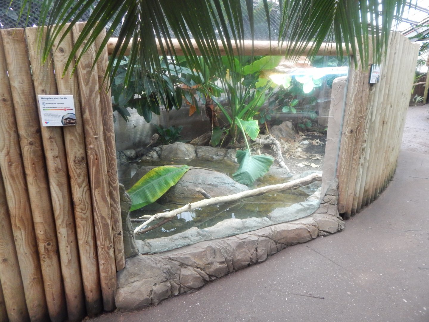 Reptile Tropics - Malaysian giant pond turtle exhibit 050224
