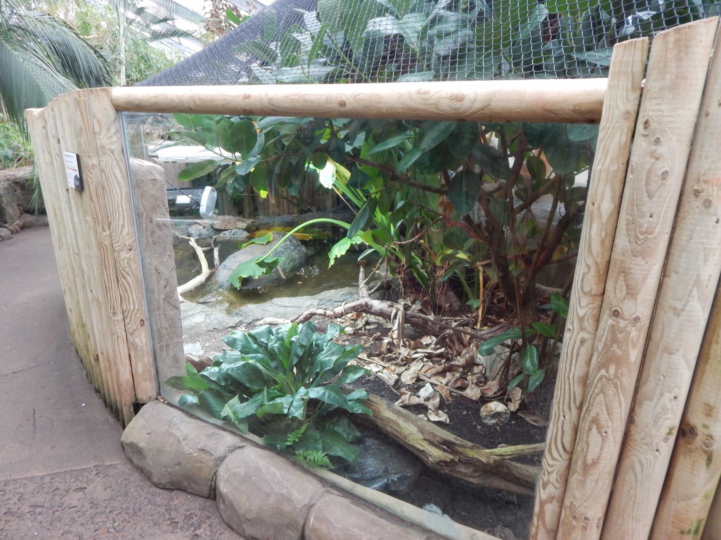 Reptile Tropics - Malaysian giant pond turtle exhibit 050224