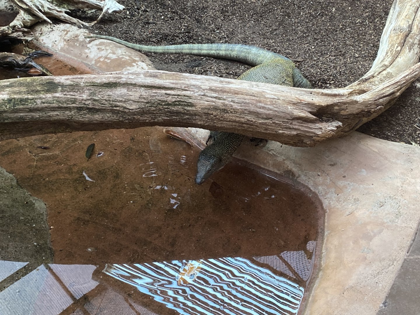 Reptile Tropics - Mangrove monitor 201121