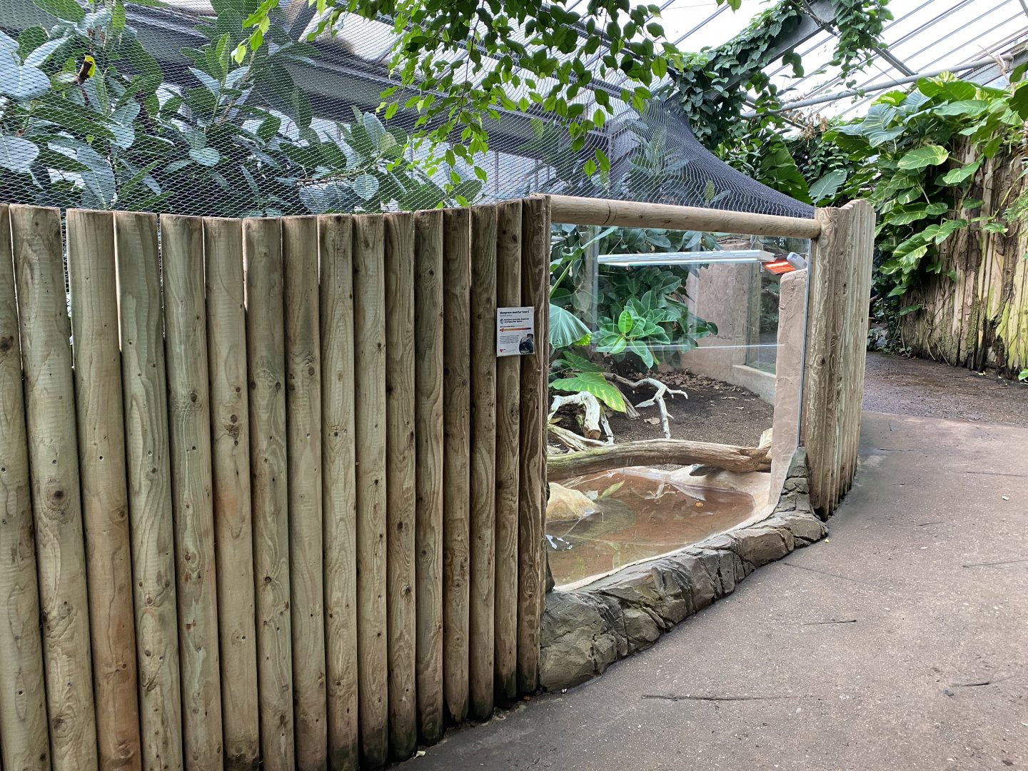 Reptile Tropics - Mangrove monitor exhibit 201121