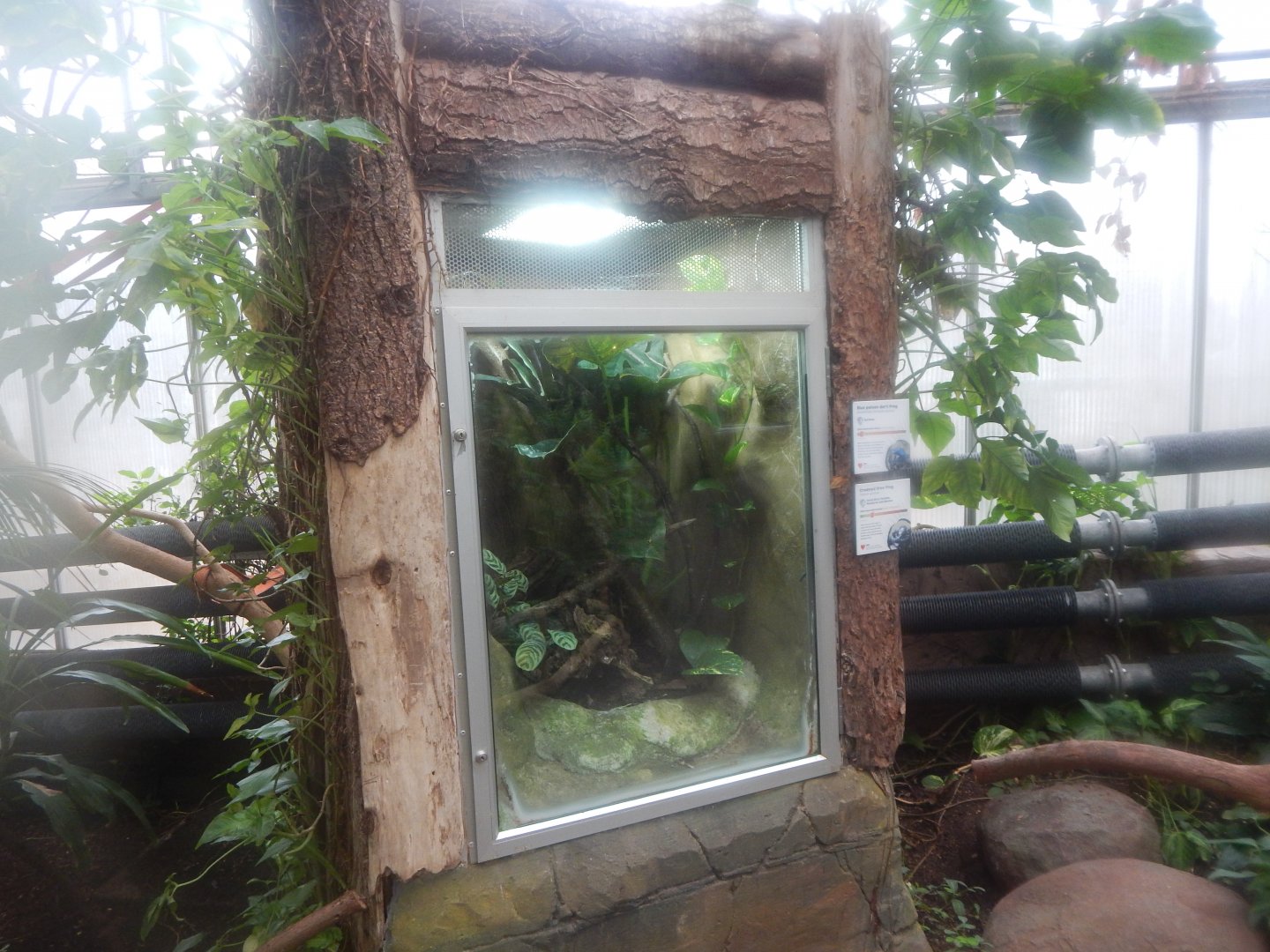 Reptile Tropics - Mixed frog exhibit 050224