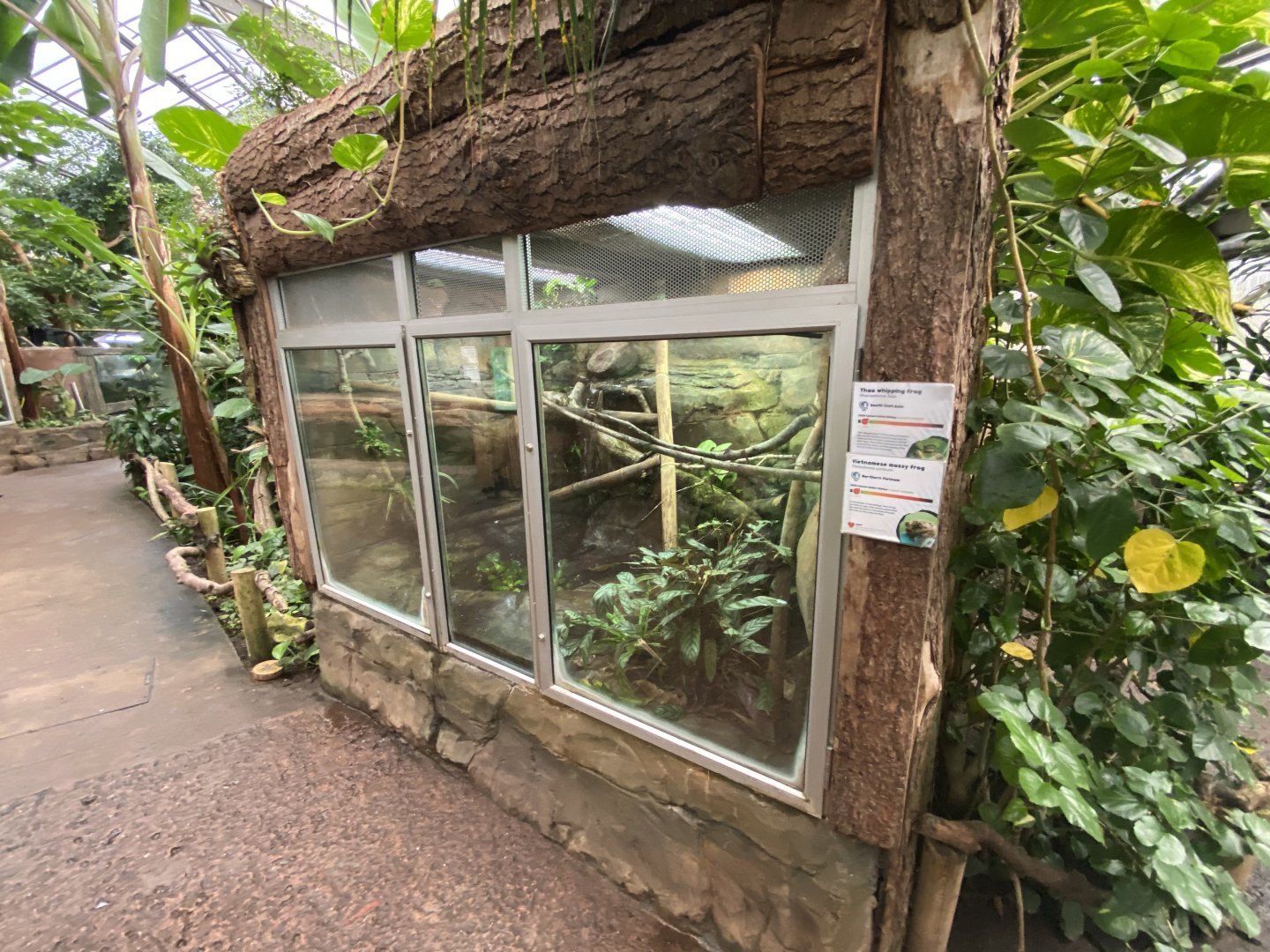 Reptile Tropics - Mixed frog exhibit 201121