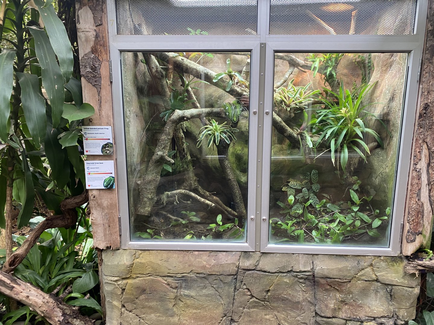 Reptile Tropics - Mixed poison dart frog and tree boa exhibit 201121