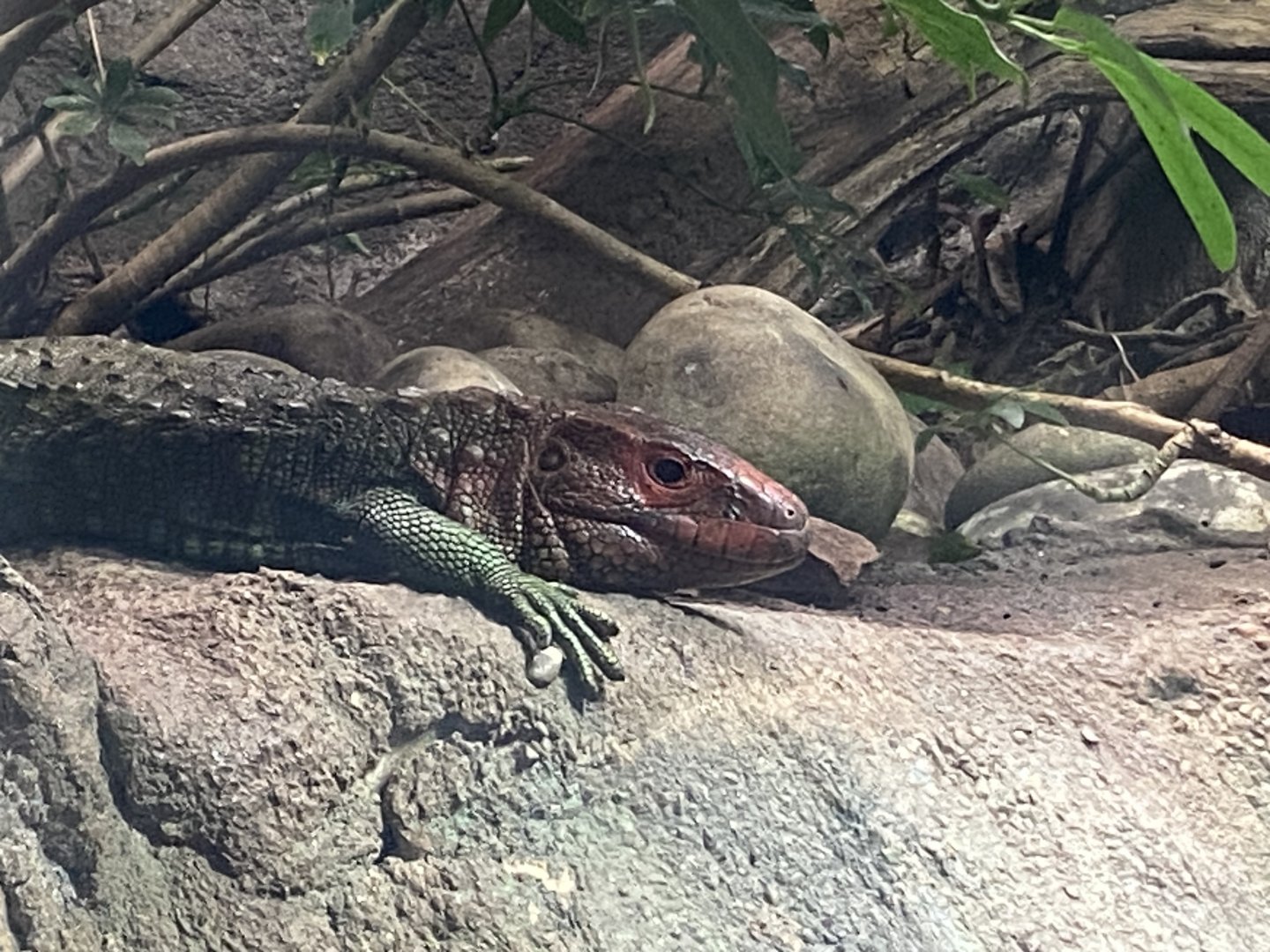 Reptile Tropics - Northern caiman lizard 130624