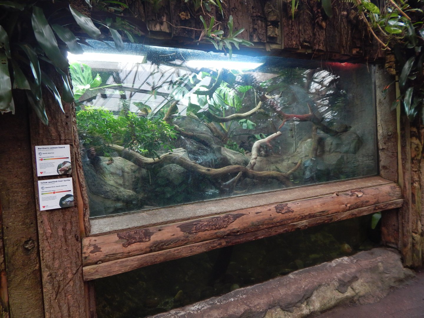 Reptile Tropics - Northern caiman lizard/Yellow-spotted Amazon river turtle exhibit 050224