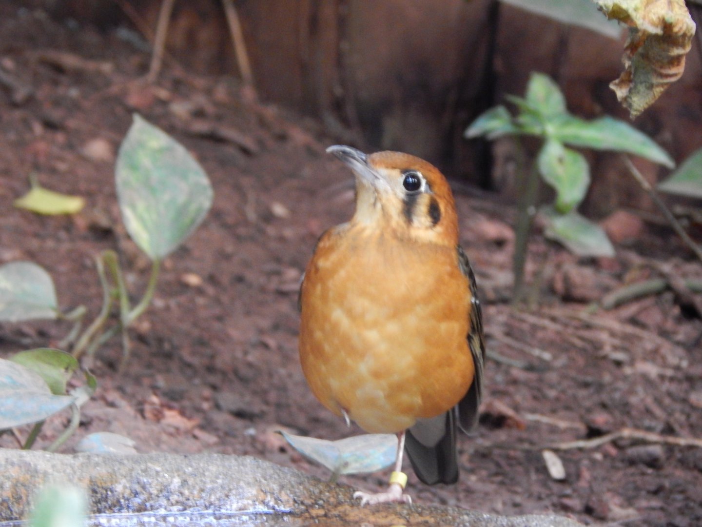 Reptile Tropics -Orange-headed ground thrush 201121