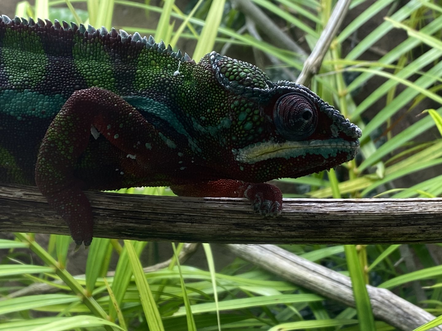 Reptile Tropics - Panther chameleon 050224