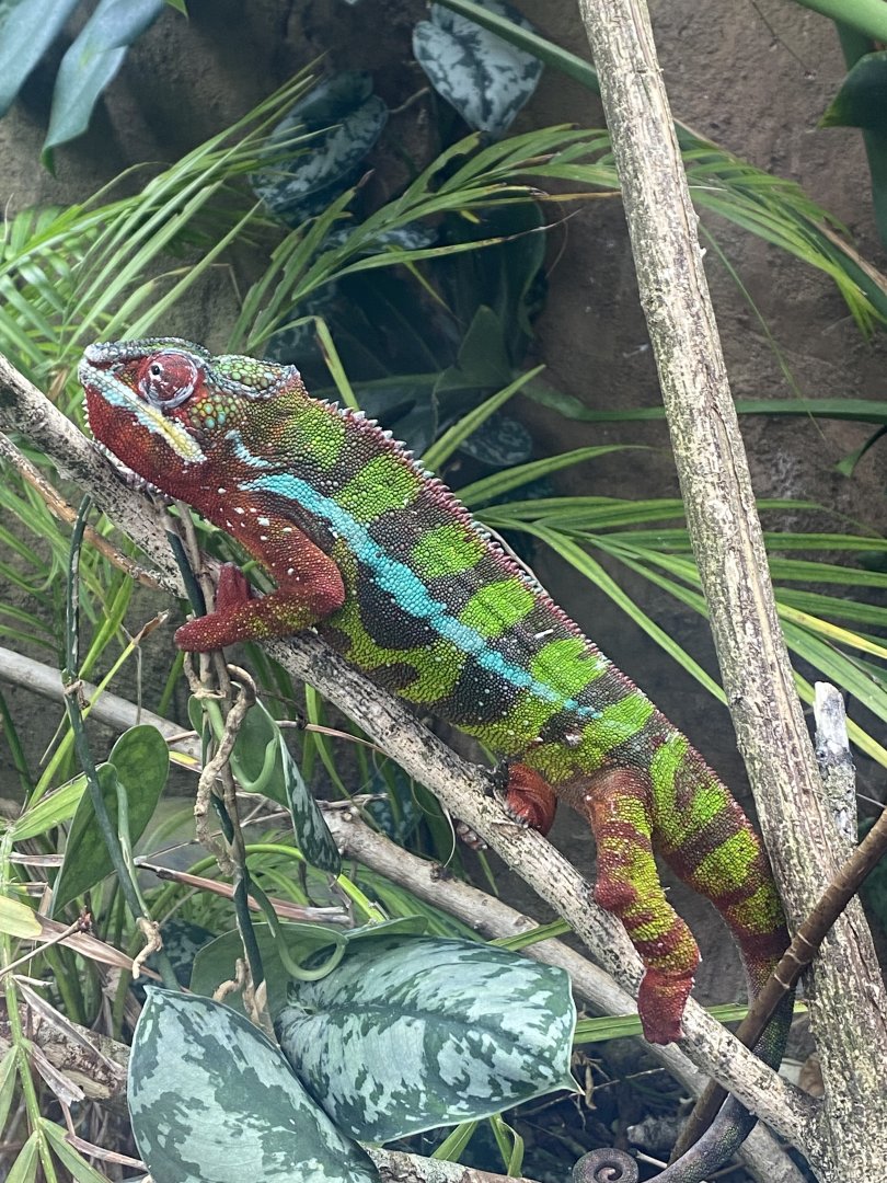 Reptile Tropics - Panther chameleon 130624
