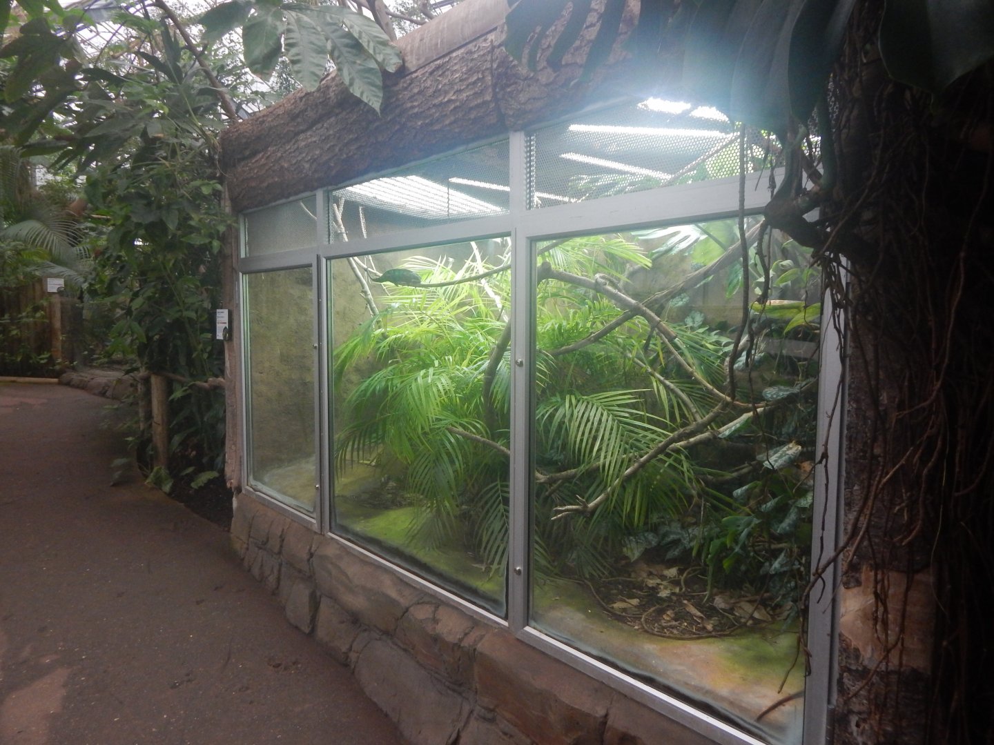 Reptile Tropics - Panther chameleon exhibit 050224