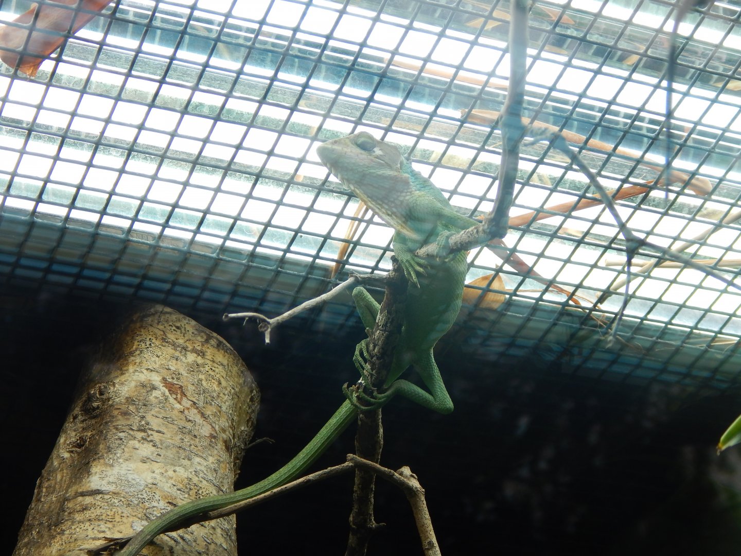 Reptile Tropics - Peruvian bush anole 050224