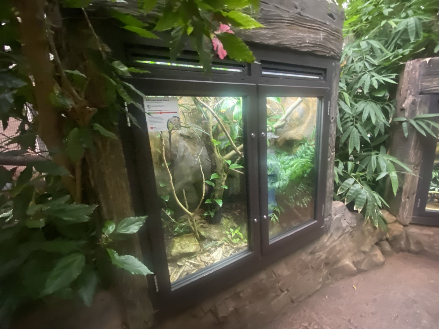 Reptile Tropics - Peruvian bush anole exhibit 130624