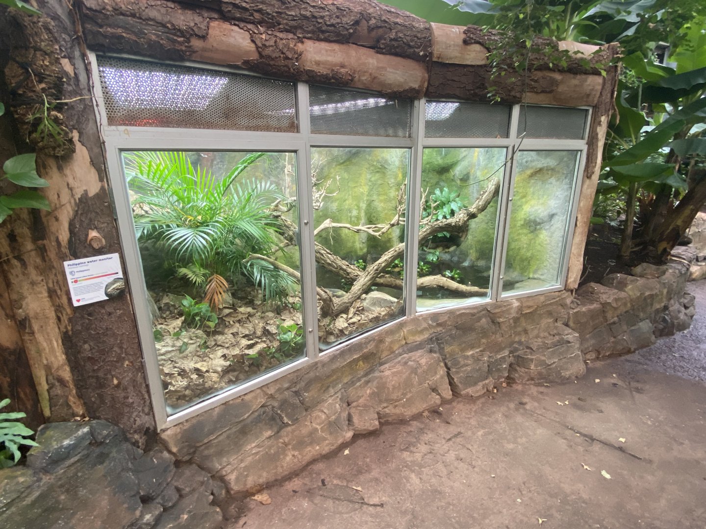 Reptile Tropics - Philippine water monitor exhibit 201121