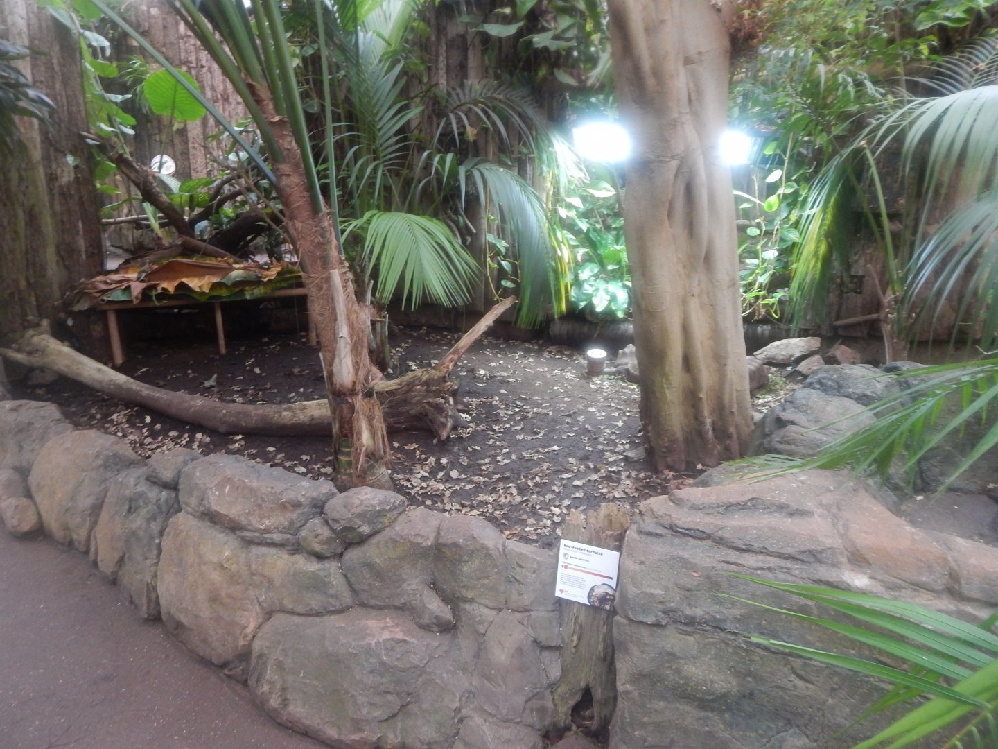 Reptile Tropics - Red-footed tortoise exhibit 050224