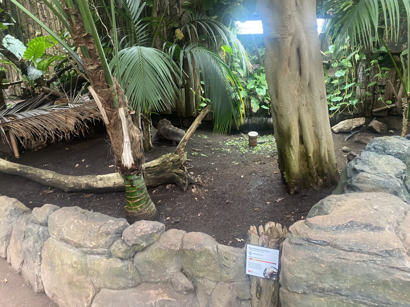 Reptile Tropics - Red-footed tortoise exhibit 130624