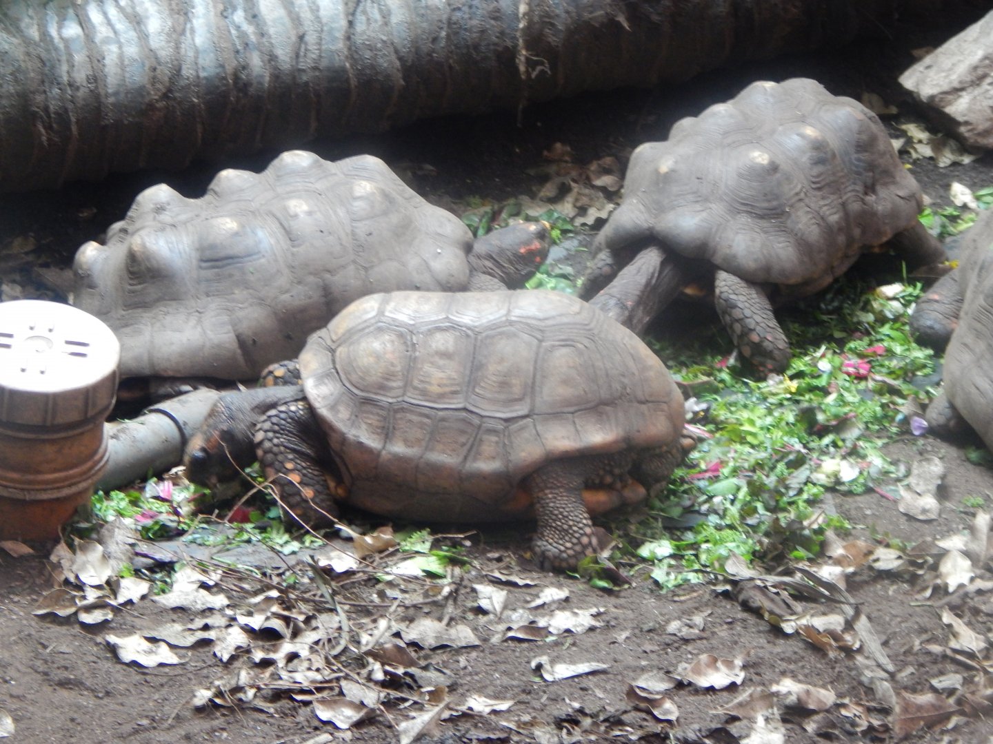 Reptile Tropics - Red-footed tortoises 050224
