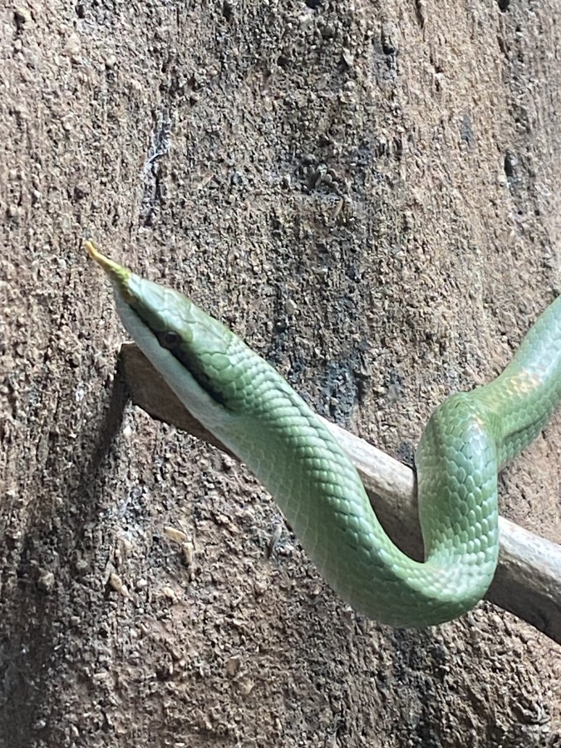 Reptile Tropics - Rhinoceros rat snake 130624